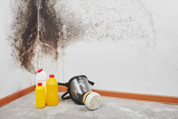 Crawl Space Mold Removal in Oasis, CA