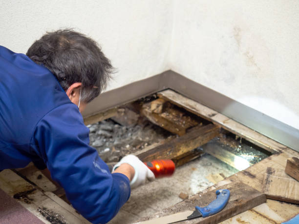 Best Mold Removal Company Near Me  in Oasis, CA