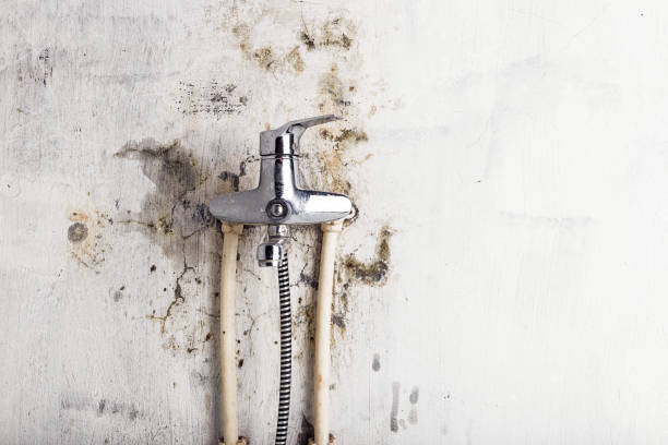 Best Certified Mold Removal  in Oasis, CA