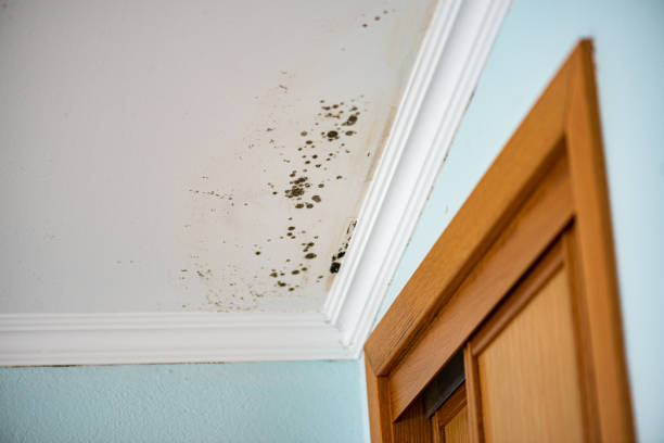 Best Home Mold Removal  in Oasis, CA