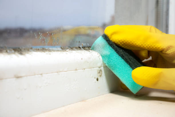 Best Mold Testing  in Oasis, CA
