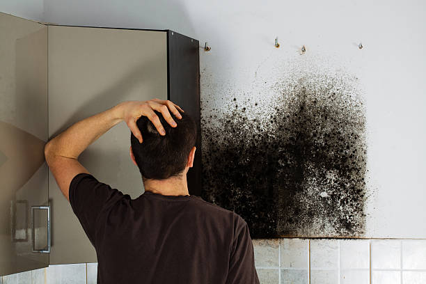 Best Mold Remediation  in Oasis, CA
